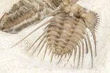 Kettneraspis Trilobite With Ventral Phacopid - Black Cat Mountain #209153-4